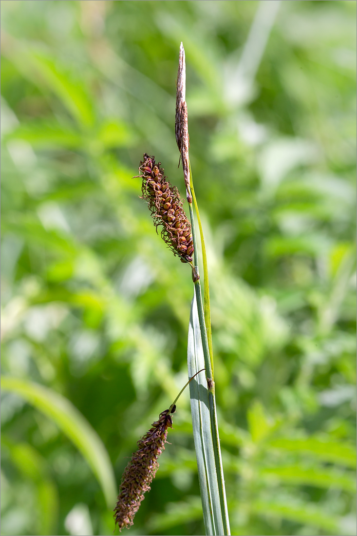 Image of Carex flacca specimen.