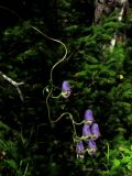 Aconitum volubile