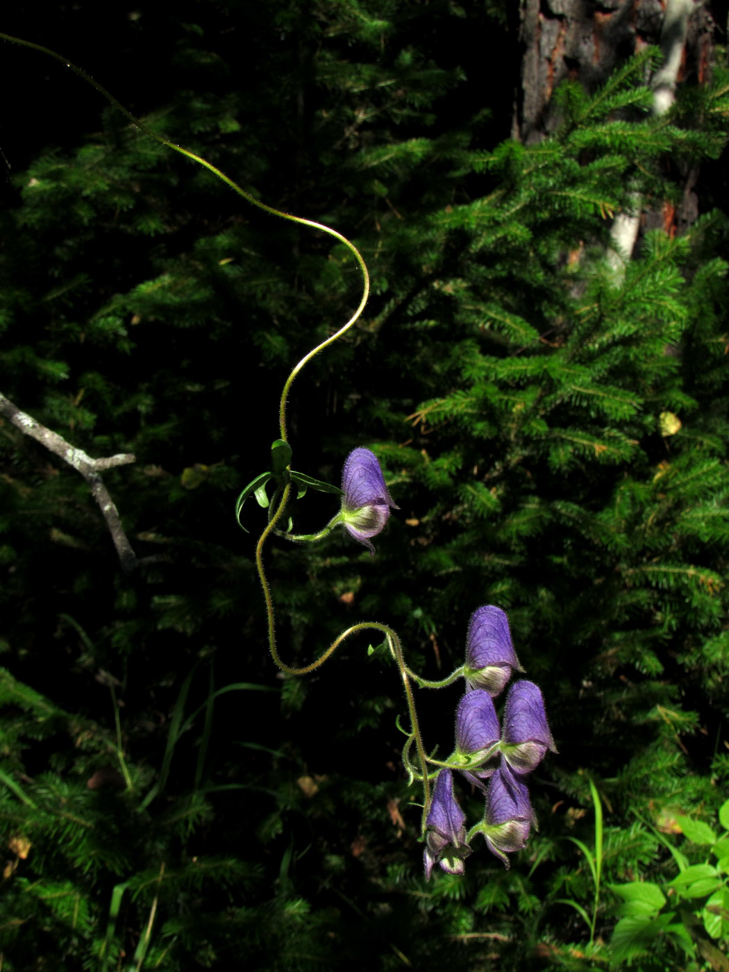 Image of Aconitum volubile specimen.