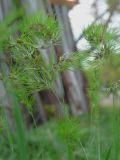 Poa bulbosa ssp. vivipara