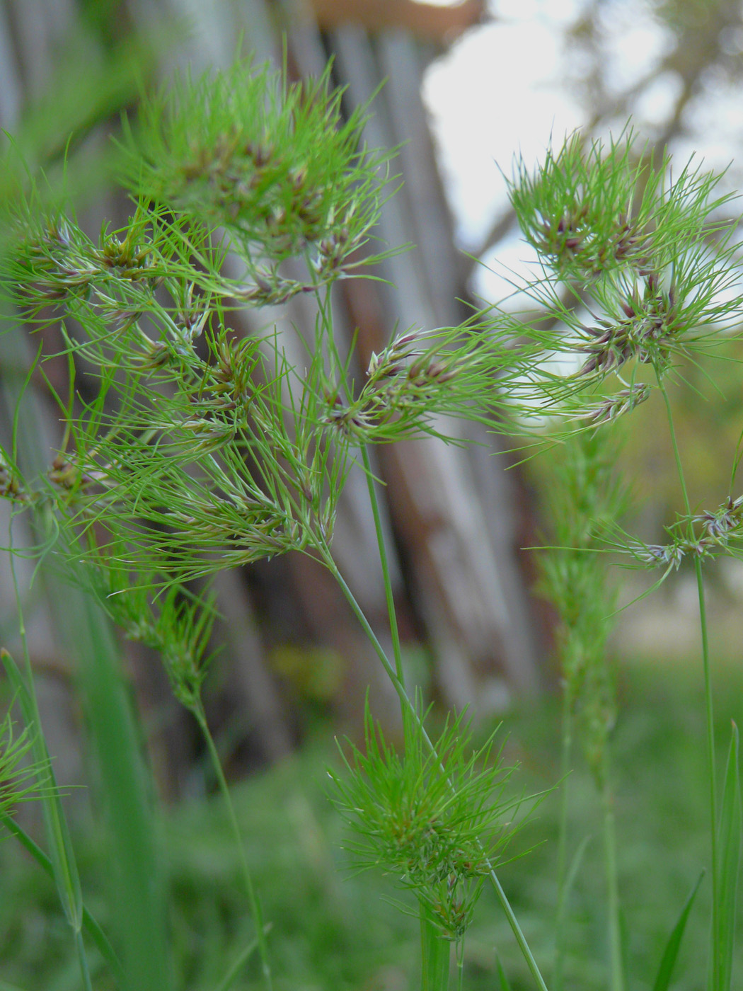 Изображение особи Poa bulbosa ssp. vivipara.