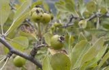 Pyrus elaeagrifolia. Часть ветви с плодами. Южный берег Крыма, окр. с. Морское, гора Чабан-Куле, каменистая степь с отдельно стоящими деревцами. 24.07.2019.