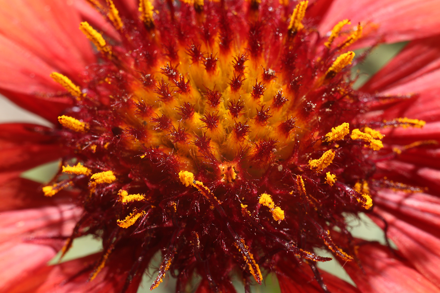 Image of Gaillardia aristata specimen.