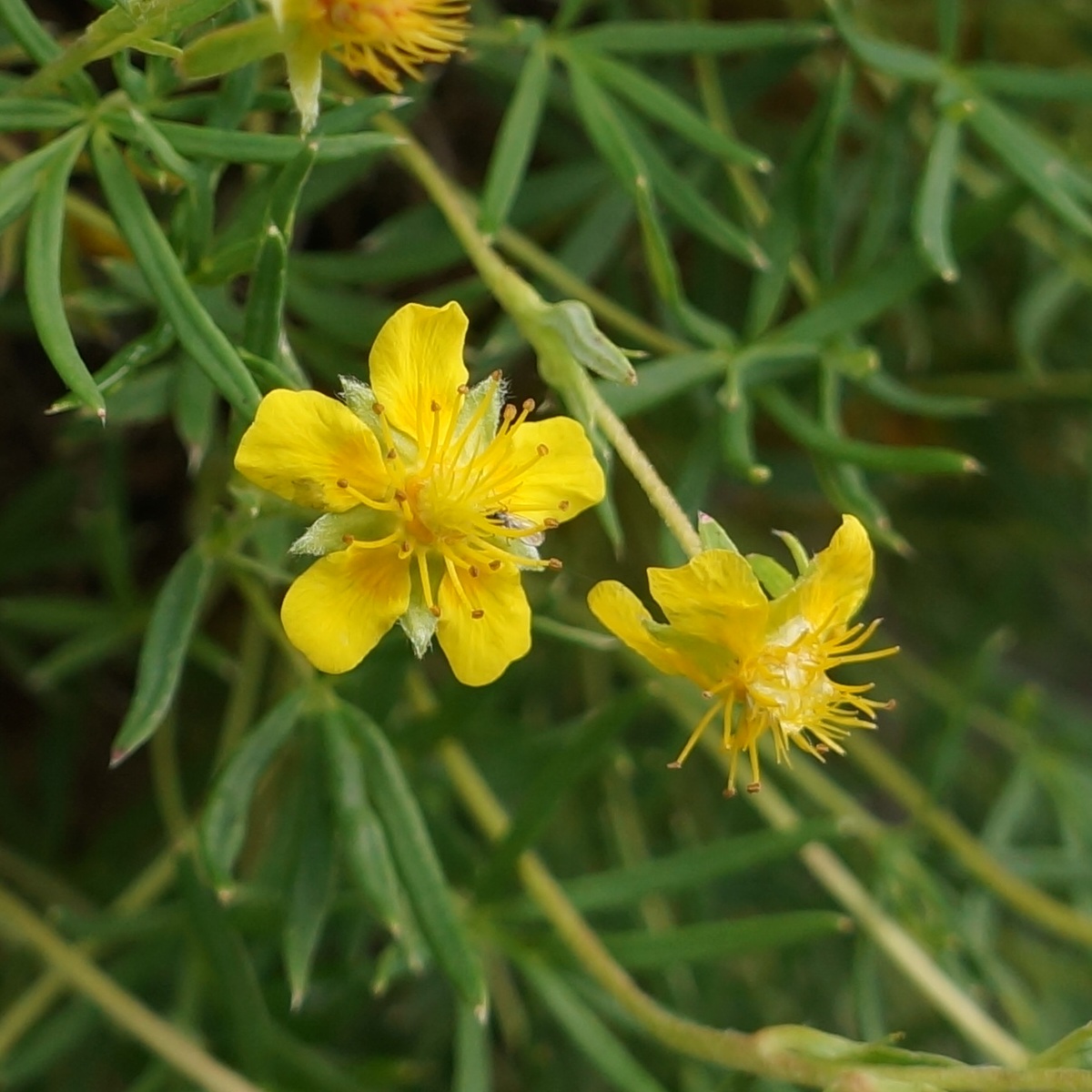 Изображение особи Potentilla biflora.