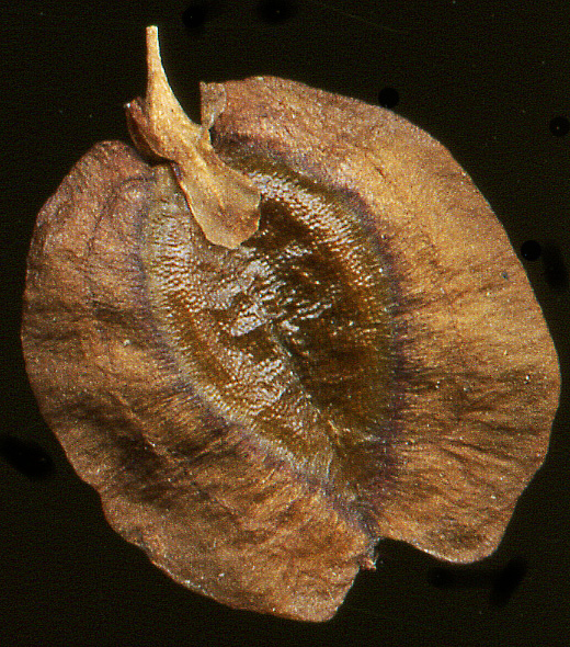 Image of Rheum rhabarbarum specimen.