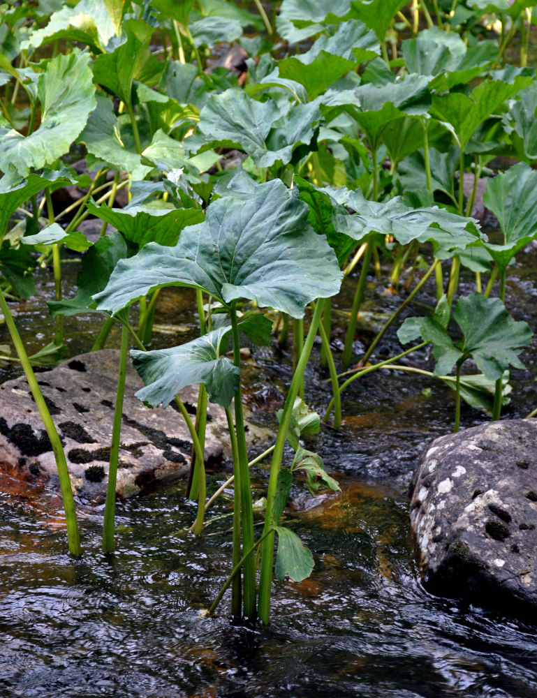 Изображение особи Petasites radiatus.