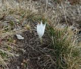 Crocus vallicola. Цветущее растение. Карачаево-Черкесия, Зеленчукский р-н, окр. пос. Архыз, хребет Абишира-Ахуба, на южном склоне пика Динника, выс. н.у.м. ок. 2300 - 2600 м. 11.10.2019.