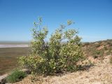 Atraphaxis pyrifolia. Плодоносящее растение. Казахстан, Жамбылская обл., Таласский р-н, Закаратауская равнина, кромка чинка бугра Кызылтау. 5 мая 2019 г.