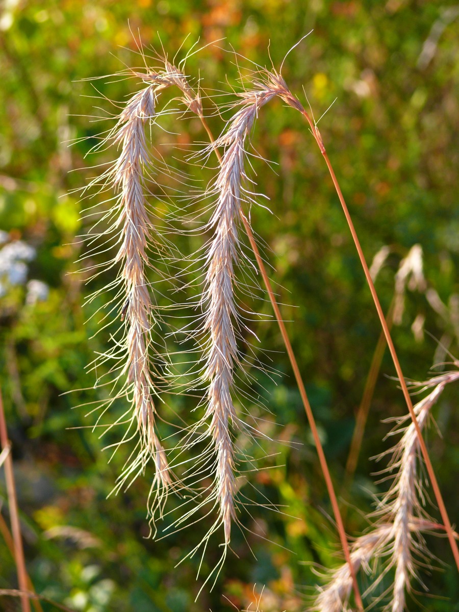 Image of Elymus sibiricus specimen.