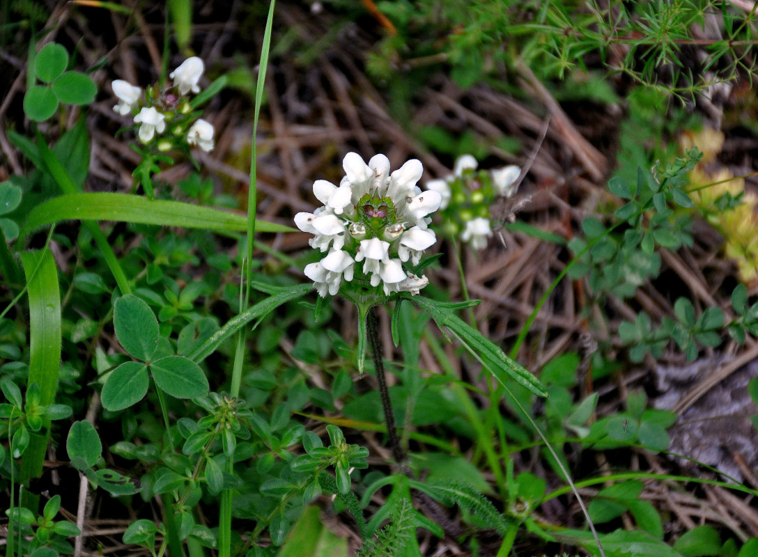 Image of Prunella laciniata specimen.