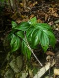 Ruscus colchicus