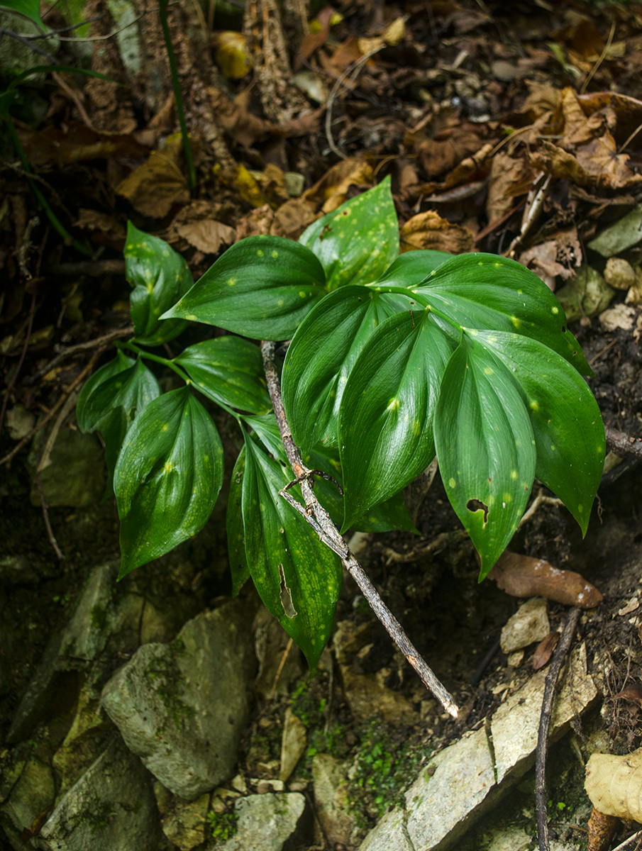 Image of Ruscus colchicus specimen.