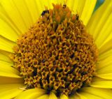 Heliopsis helianthoides ssp. scabra