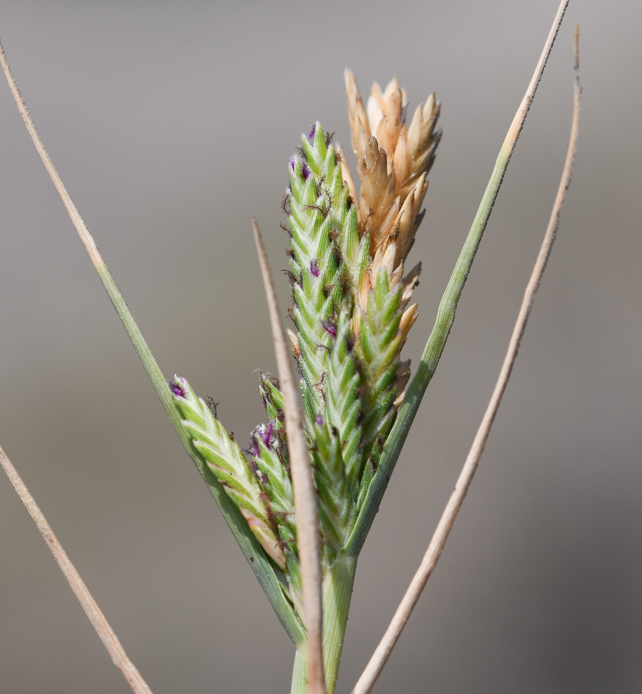 Изображение особи Distichlis spicata.