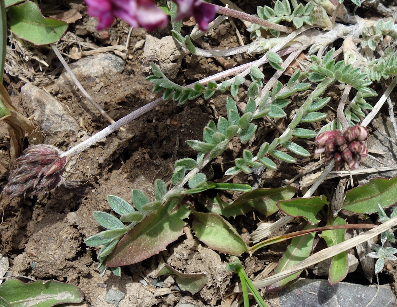 Изображение особи род Oxytropis.