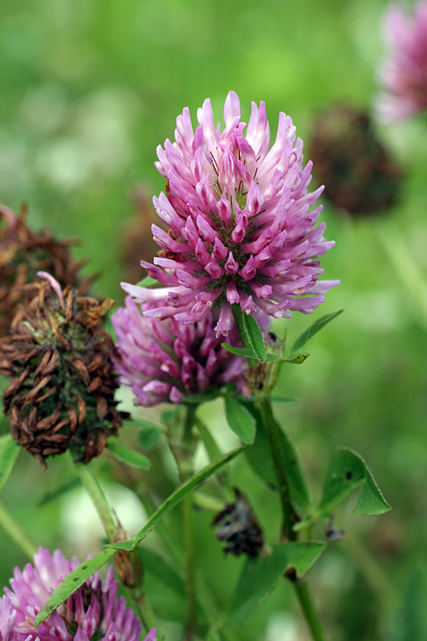 Image of Trifolium pratense specimen.