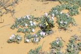 Astragalus ammodytes