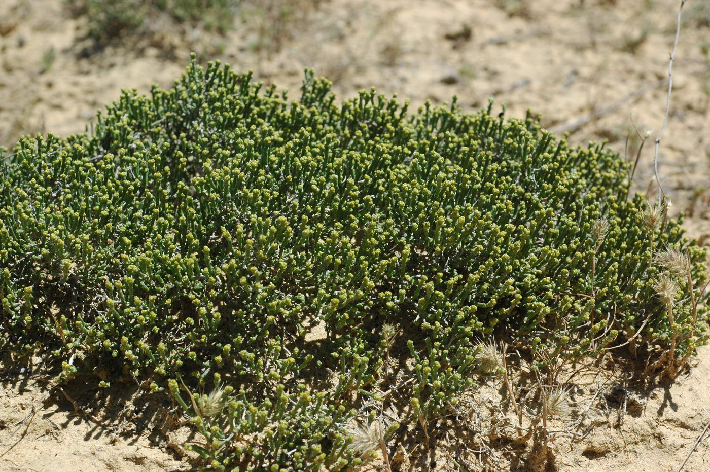 Image of Anabasis salsa specimen.