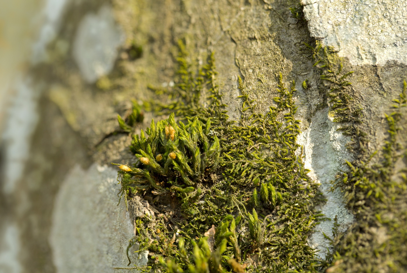 Image of genus Orthotrichum specimen.