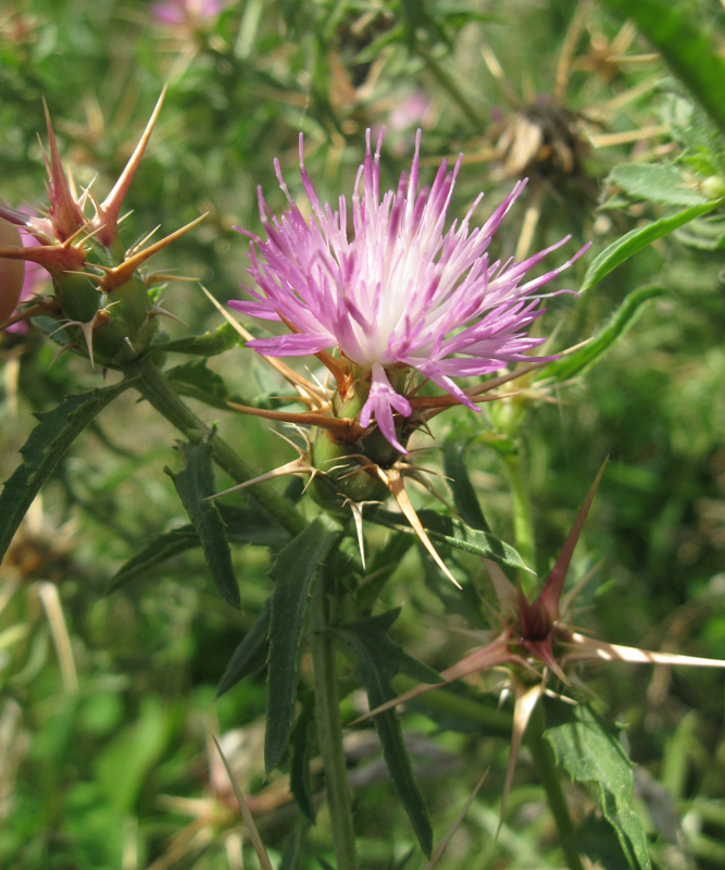 Изображение особи Centaurea calcitrapa.