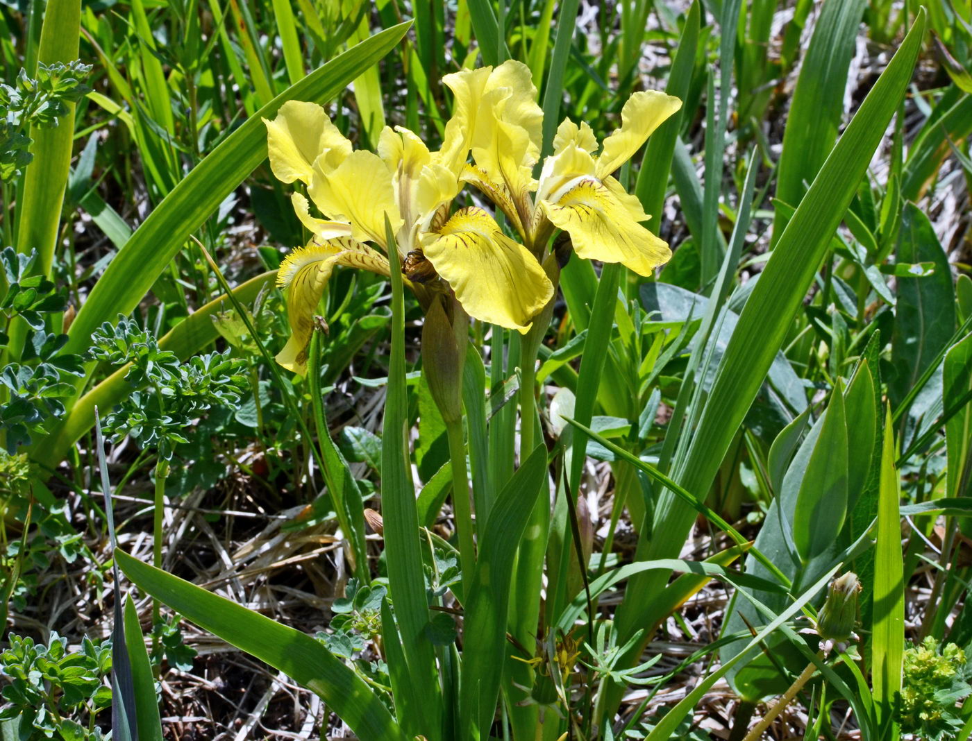 Image of Iris bloudowii specimen.