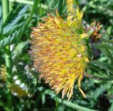 Taraxacum officinale