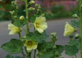 Alcea rugosa