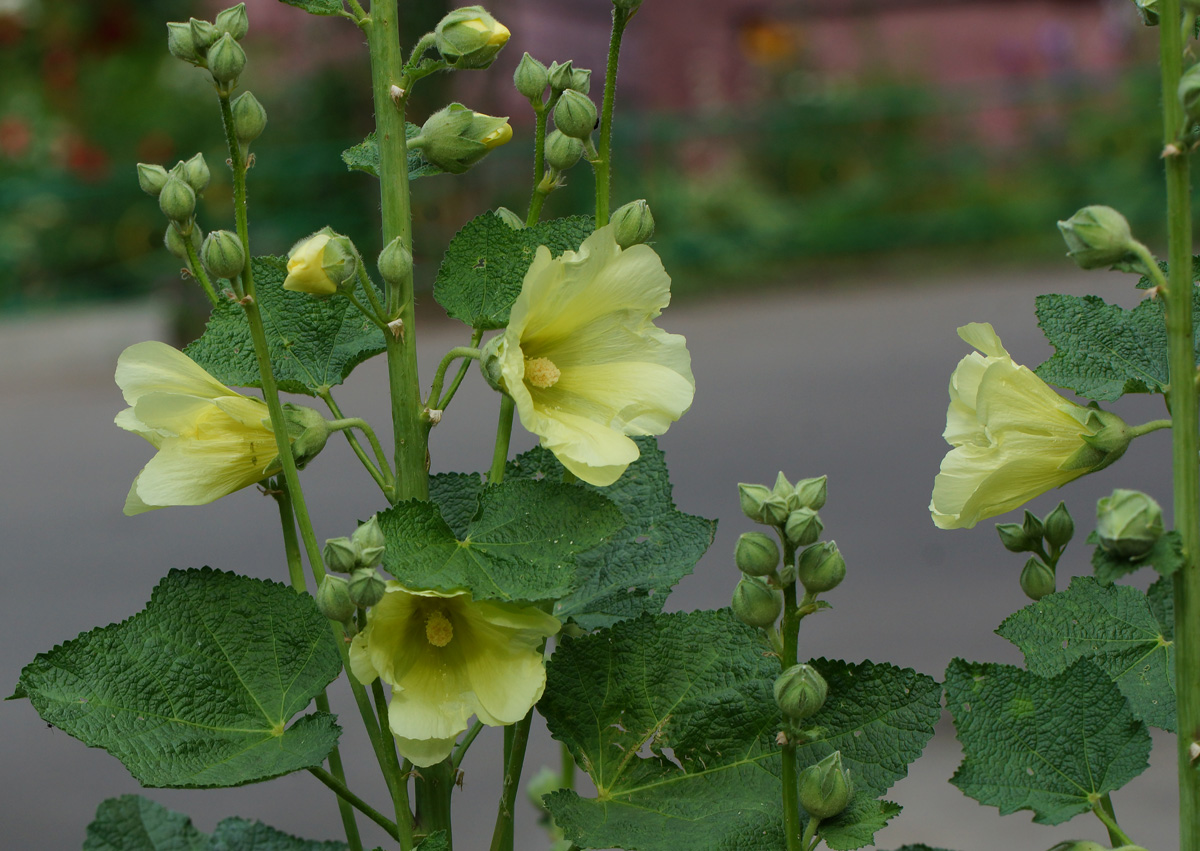 Изображение особи Alcea rugosa.