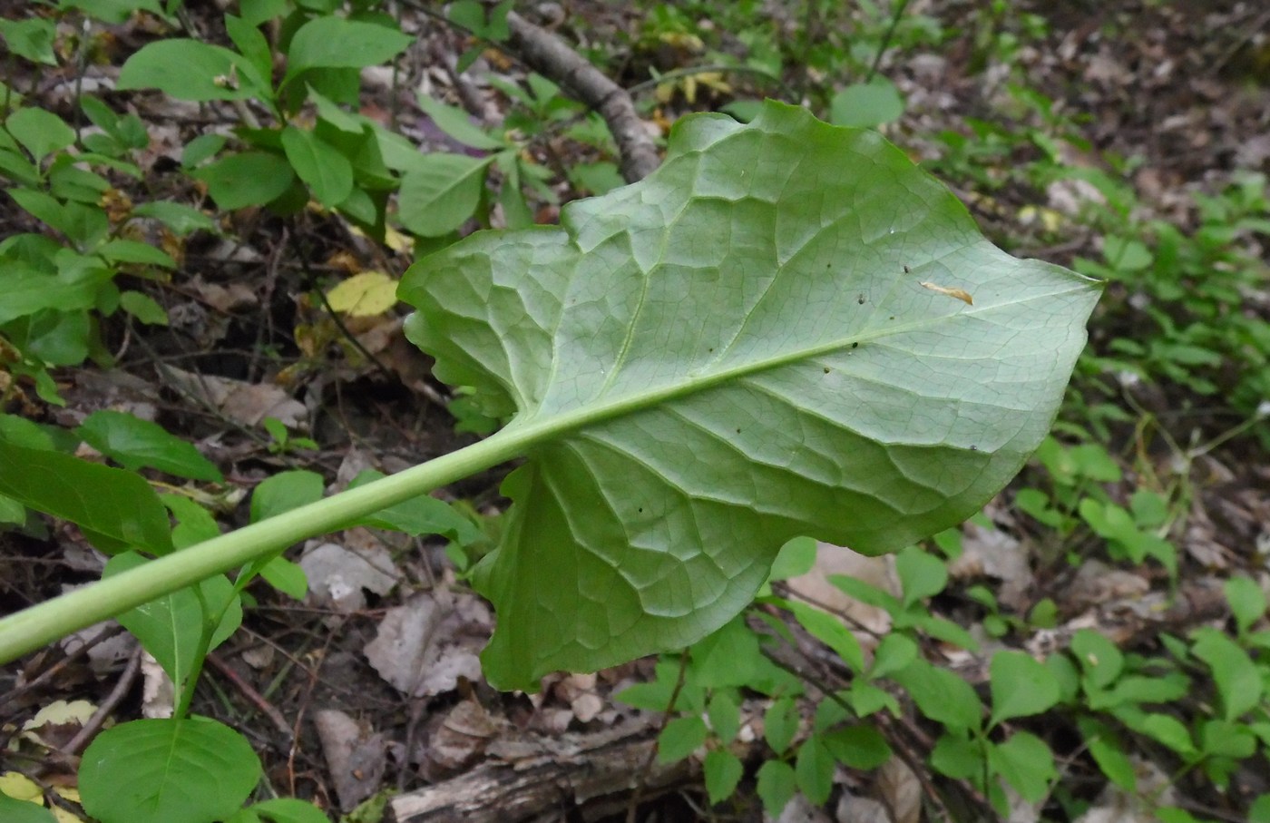 Изображение особи Arum maculatum.