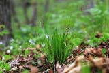 Carex quadriflora. Плодоносящее растение. Приморский край, окр. г. Владивосток, в широколиственном лесу. 12.05.2020.