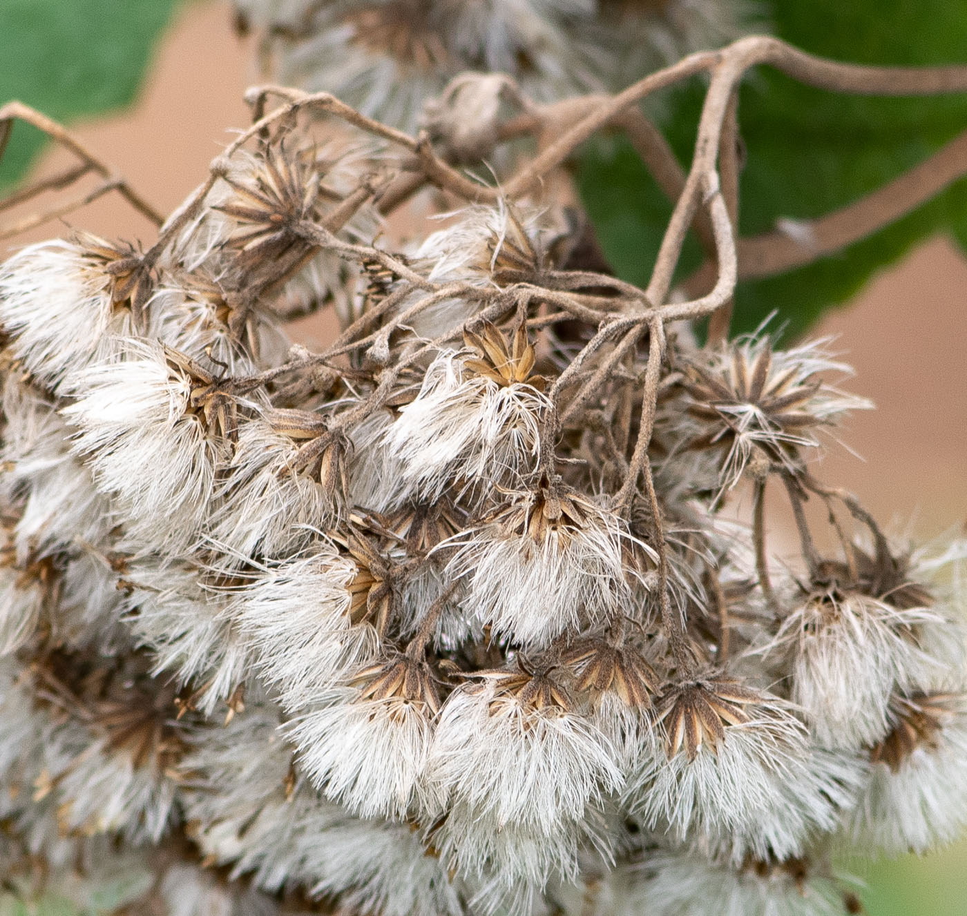 Image of Jungia paniculata specimen.
