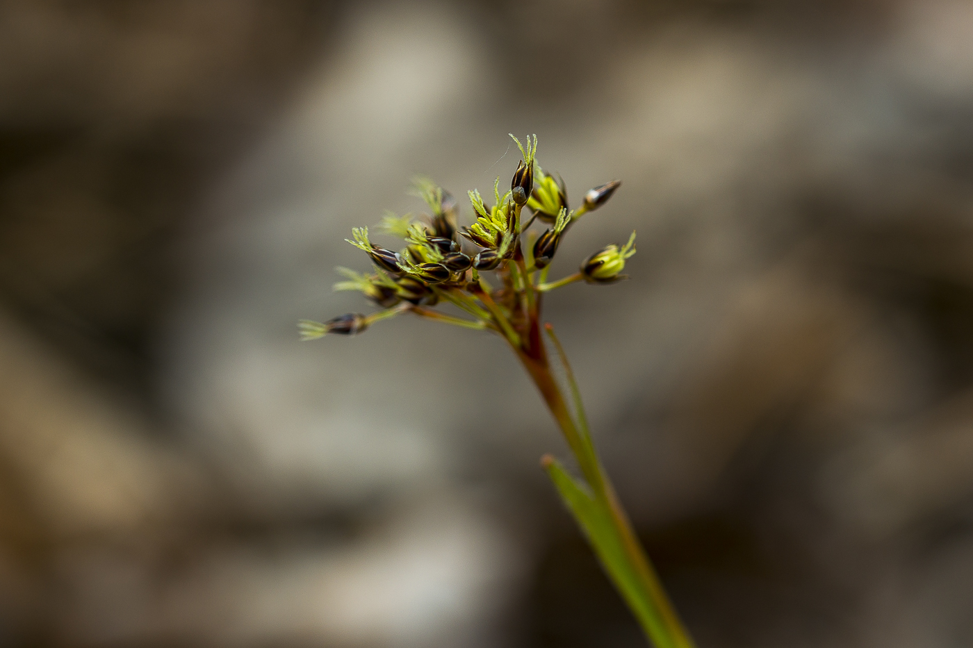 Image of Luzula pilosa specimen.