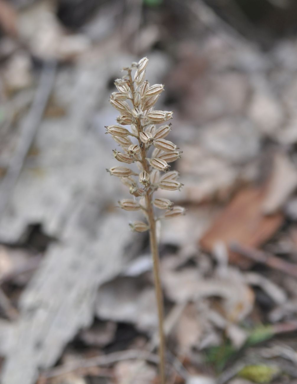 Image of Neottia nidus-avis specimen.