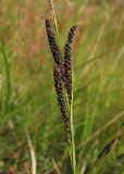 Carex nigra