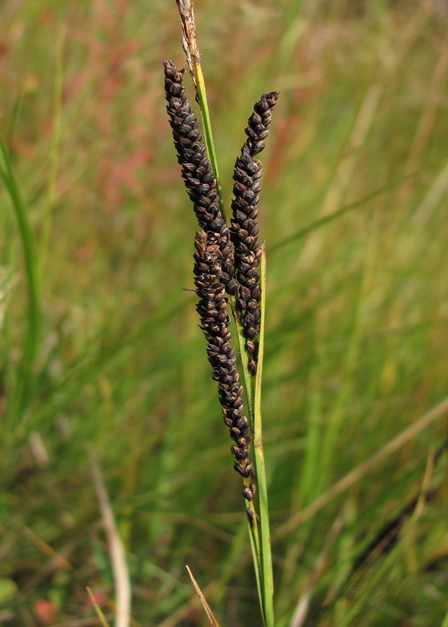 Изображение особи Carex nigra.