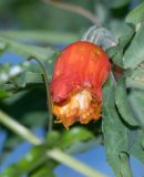 Coccinia sessilifolia
