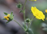 Potentilla jacutica