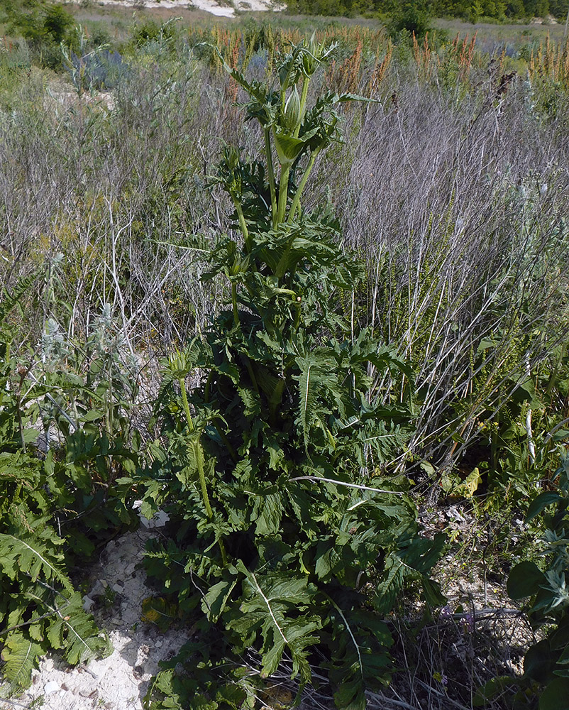 Изображение особи Dipsacus laciniatus.