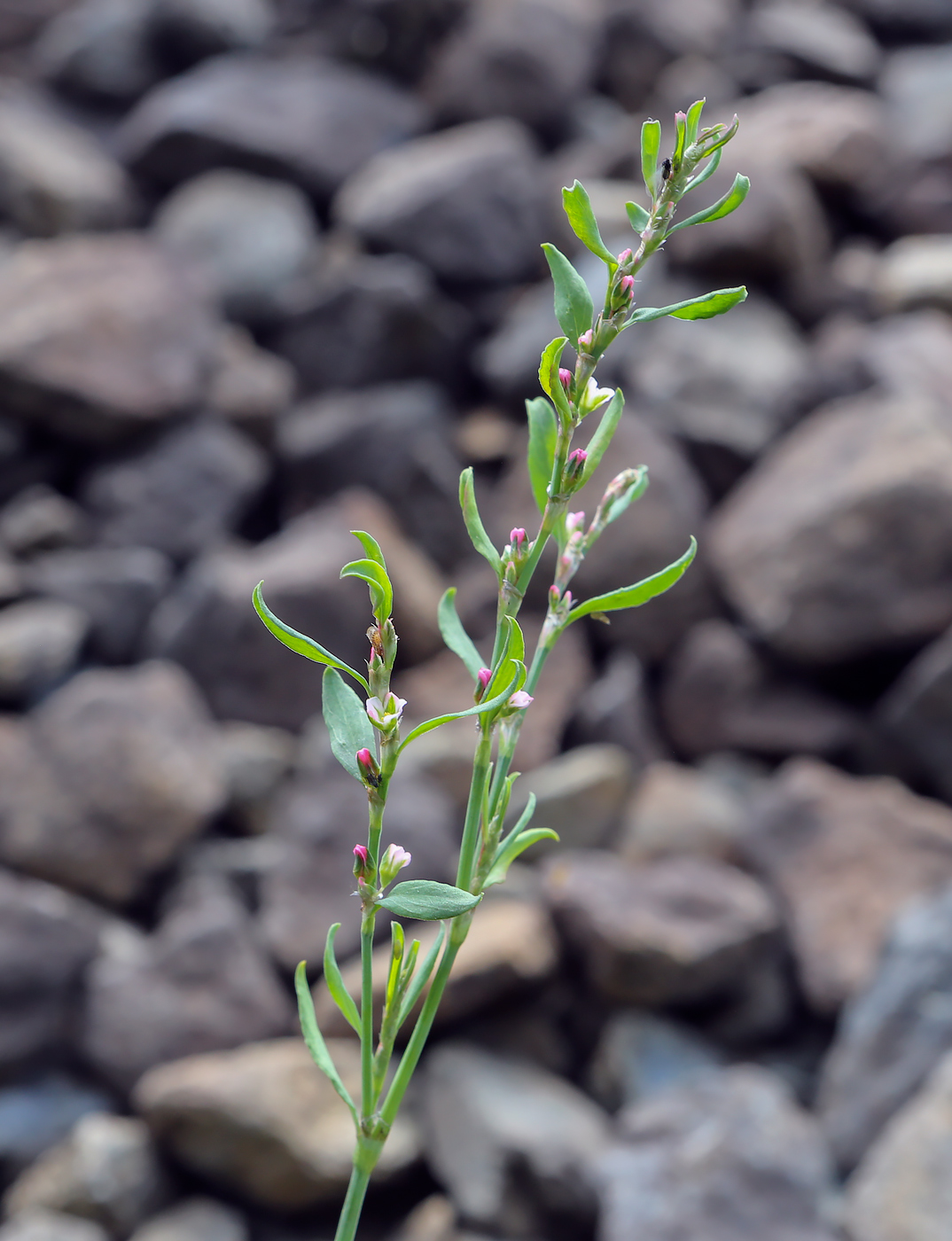 Image of Polygonum aviculare specimen.