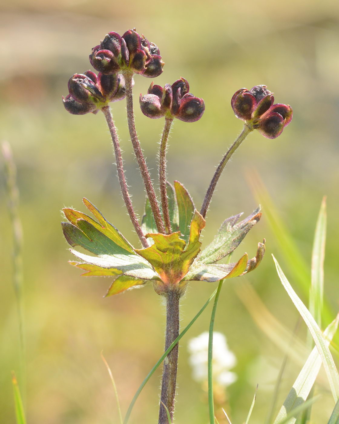 Image of Anemonastrum biarmiense specimen.