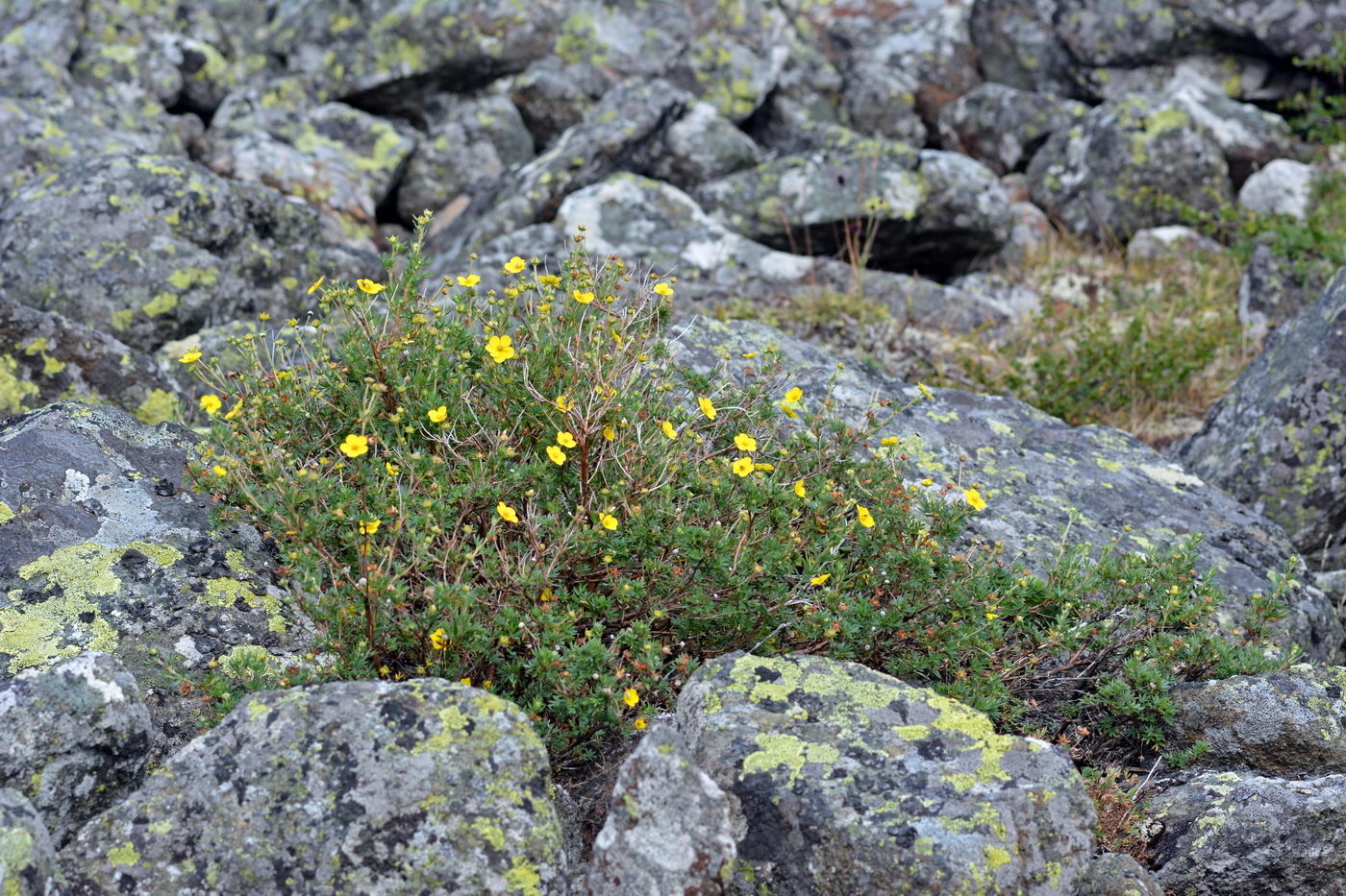 Image of Dasiphora fruticosa specimen.