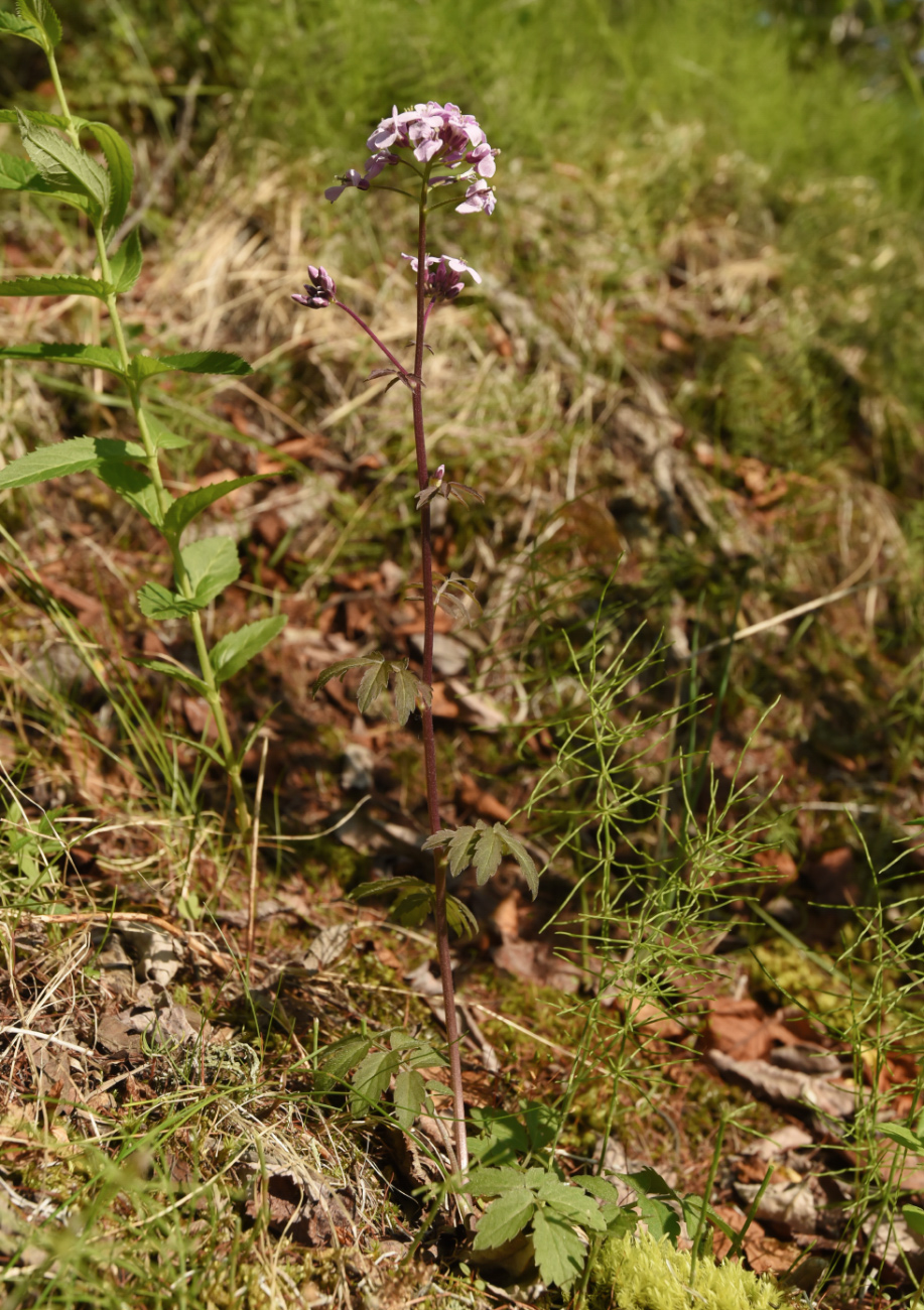 Изображение особи Cardamine macrophylla.