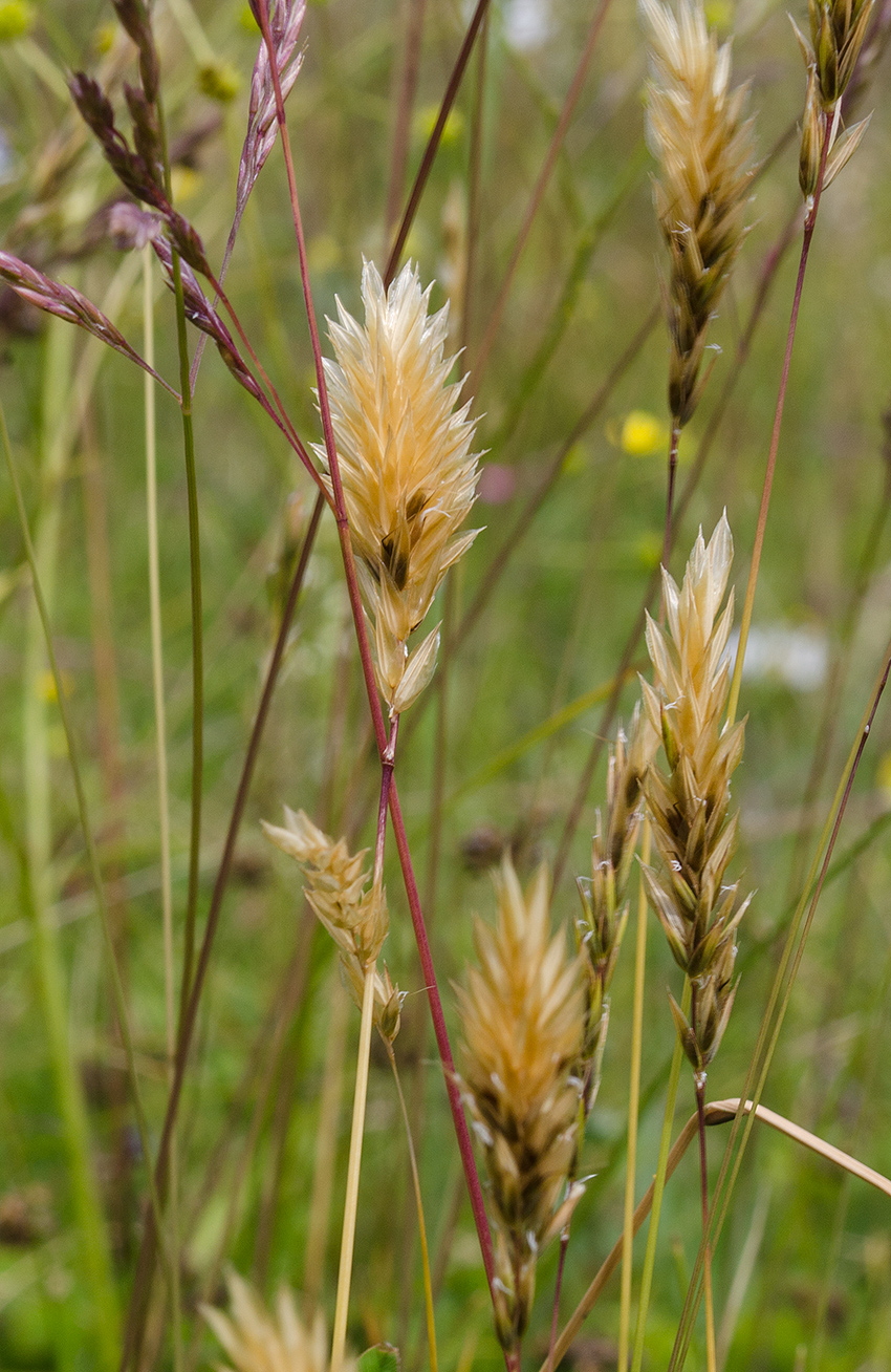 Image of Anthoxanthum odoratum specimen.