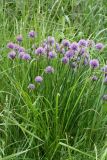 Allium schoenoprasum