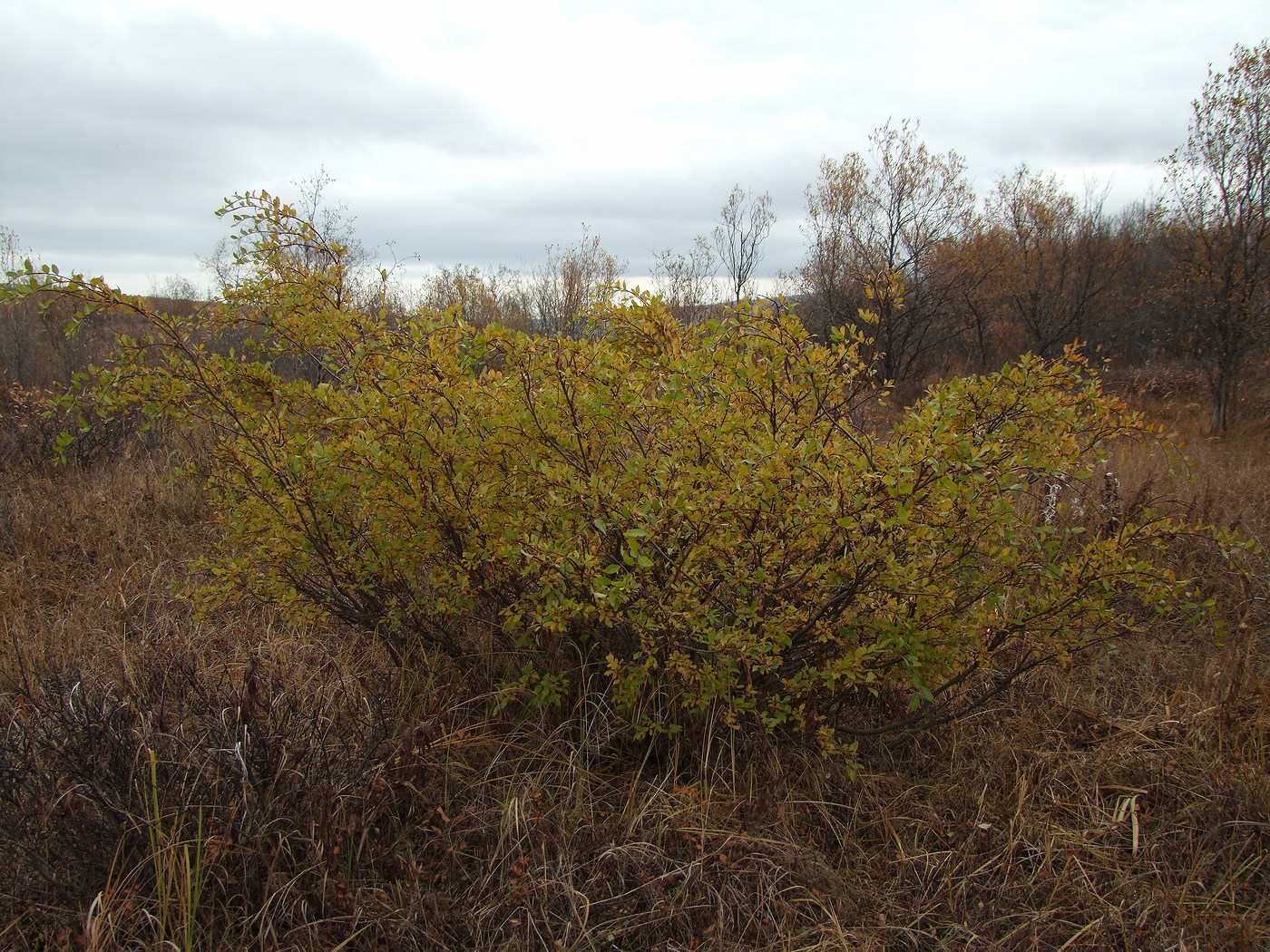 Изображение особи Salix dshugdshurica.