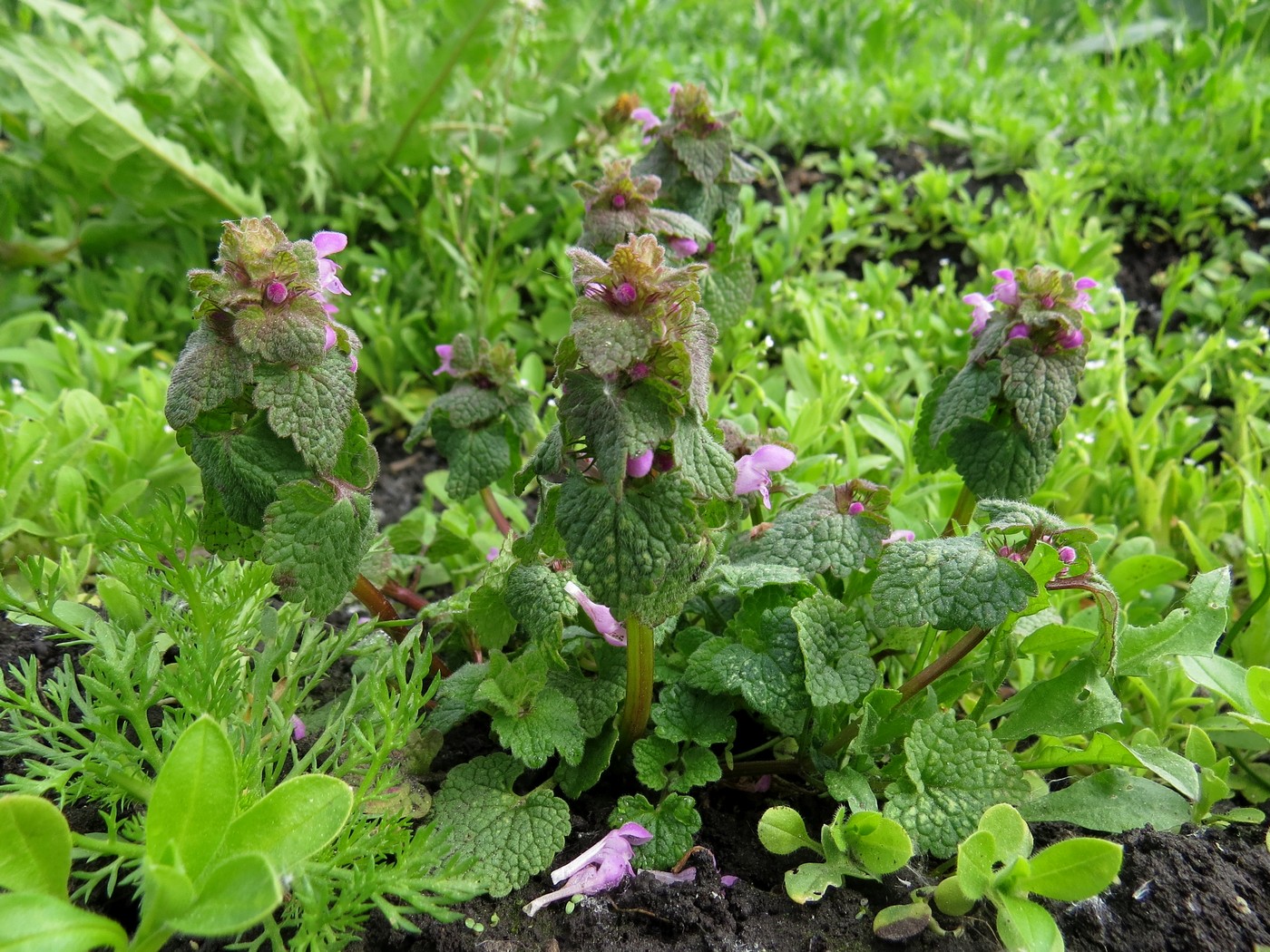 Изображение особи Lamium purpureum.