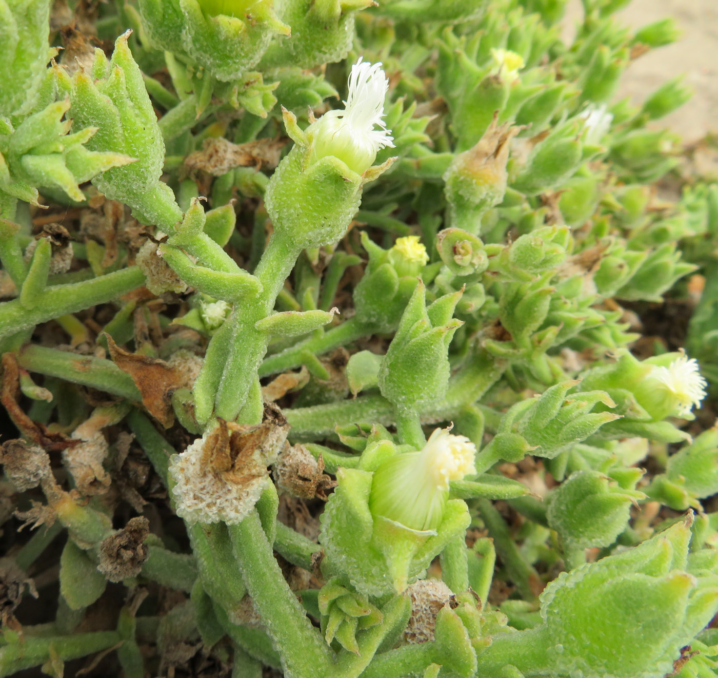 Image of Mesembryanthemum guerichianum specimen.