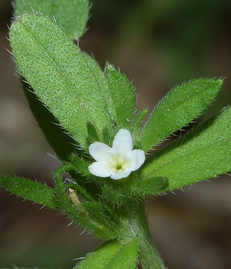 Image of Buglossoides arvensis specimen.