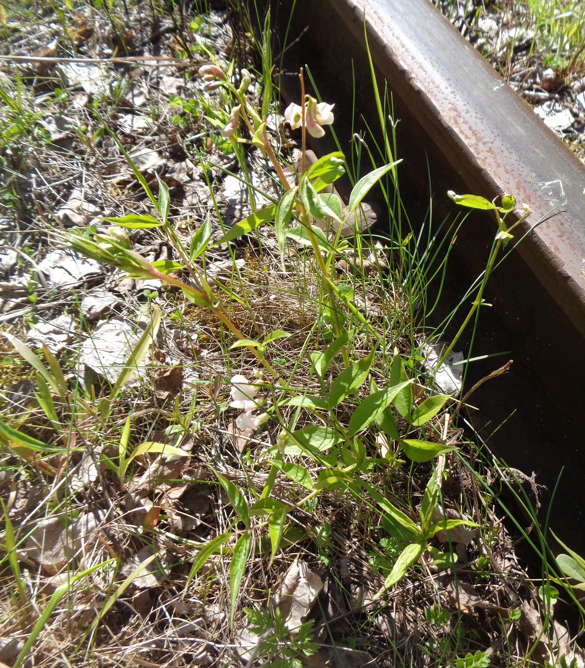 Изображение особи Lathyrus vernus.