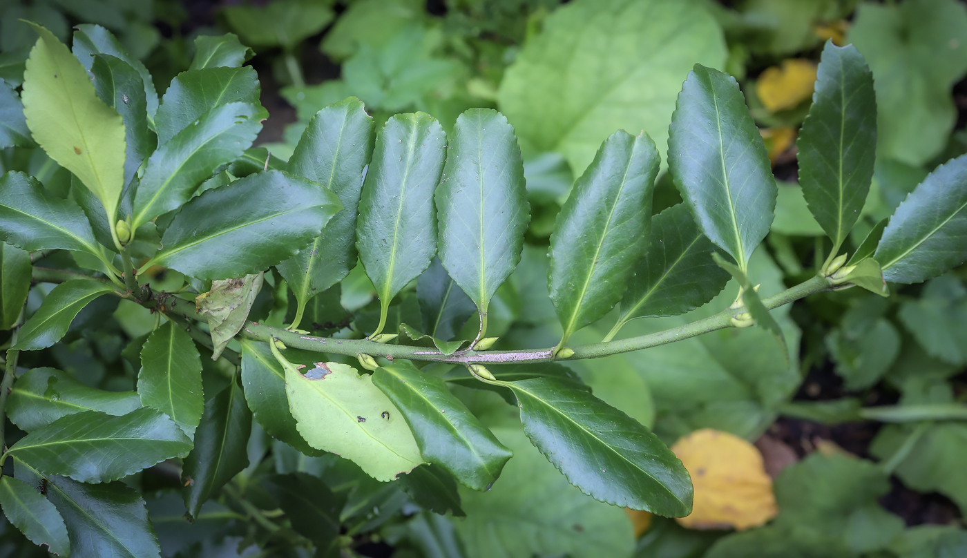 Изображение особи Euonymus fortunei.